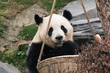 Fototapeta premium Chengdu Research Base of Giant Panda Breeding