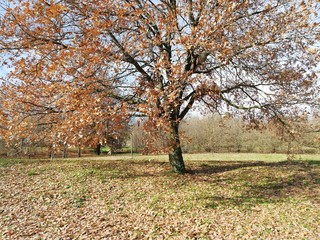 tree oak in autumn