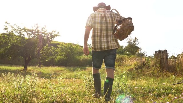 Young man farmer walking carrying basket full of apricots in vegetable garden at sunset.