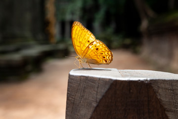 Butterfly standing on wood pillar