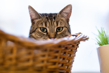 Fototapeta na wymiar Junge Katze schaut aus Korb mit Grünpflanze