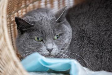 Graue Katze wacht und prüft ihr Umfeld