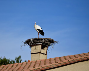 Cigogne dans son nid