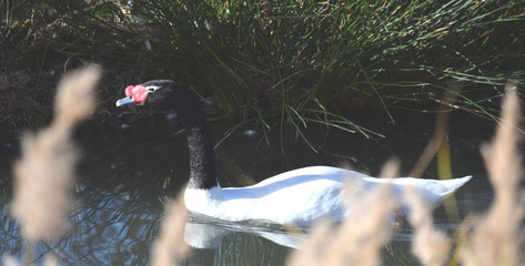 Cygne à cou noir © Georges Blond