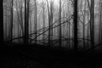 Old Fagus Beech Forest During Winter Season with Fog