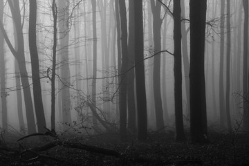 Old Beech Forest Fog Smoke Winter Season