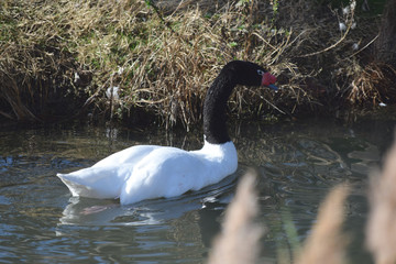 Cygne à cou noir © Georges Blond