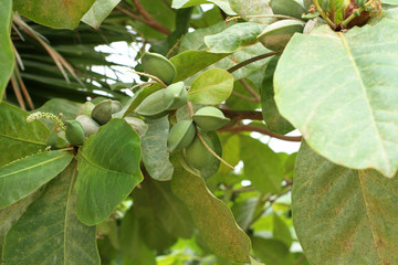 Green color unripe Indian Almond fruits on the tree (Tropical Almond, Combretaceae). Leaves for aquarium