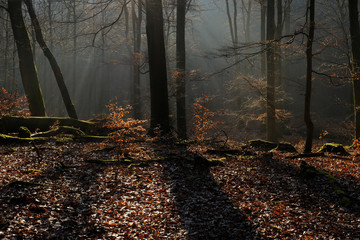 Obraz premium Buchen Wald Herbst Winter 