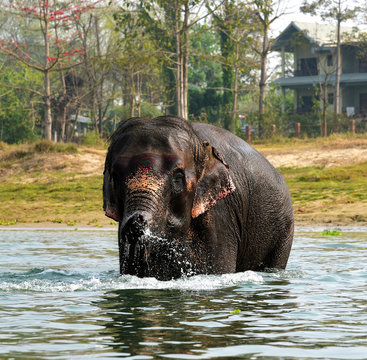 Elephant having a bath in Rapti river at Chitwan National Park in Nepal