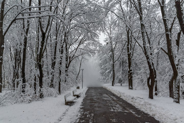Winter view with snow covered trees in South Park in city of Sofia, Bulgaria