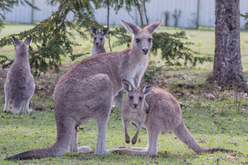Australian Eastern Grey Kangaroo mother and joey in portective stance in grassland. Landscape format. Nature image without manipulation