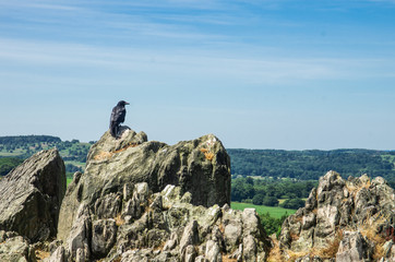 bird crow on top of mountain