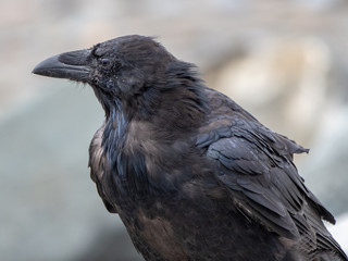 Common Raven 2