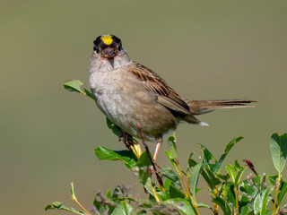 Golden-Crowned Sparrow