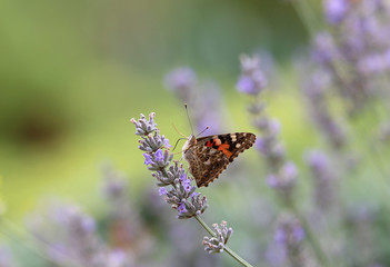 beautiful butterfly on lavender, Poland