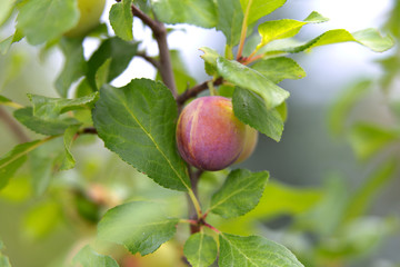 ripe plum on the branch, Poland