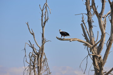 African fish eagle in Kenya