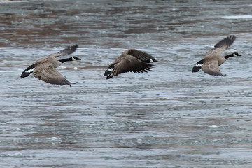canadian geese in flight