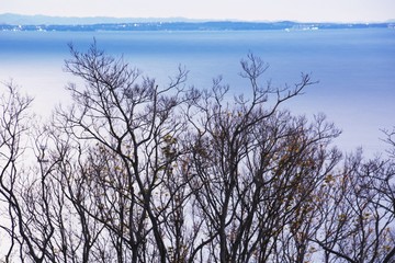 The winter coast trees