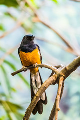 Petit passereau shama à croupion blanc