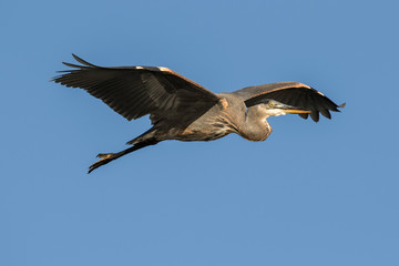 Great Blue Heron Soars