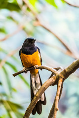 Petit passereau shama à croupion blanc