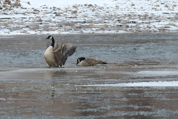 canada geese