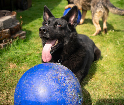 German Shepherd Looks Up Pausing Playing with Large Blue Ball