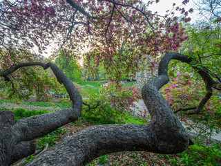 Central Park, New York City in spring