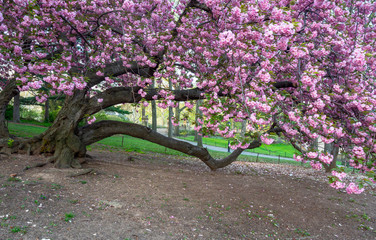 Central Park, New York City in spring