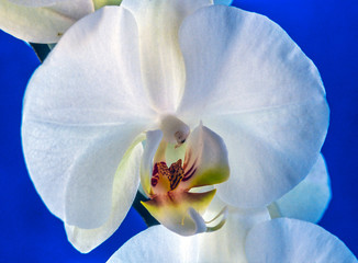 Phalaenopsis orchid
