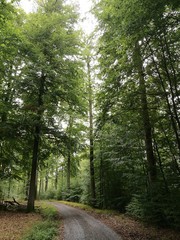Grünes Leuchten wie ein Elfenwald - der Spessart