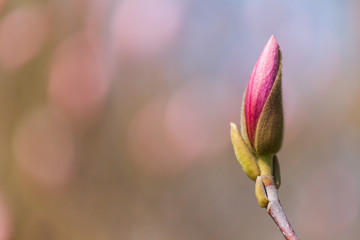 isolated blossom of magnolia in pink