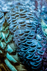 Arri&egrave;re plan plumes de paon bleu vert iris&eacute;
