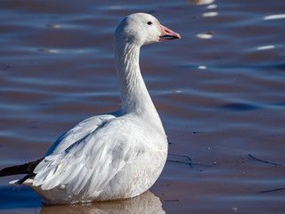 Snow Goose 2