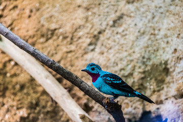 Obraz premium Petit oiseau bleu, Cotinga de Cayenne