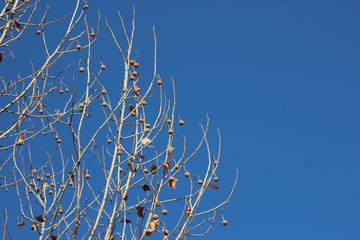 겨울양버즘나무