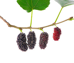 Fresh mulberry isolated on white background
