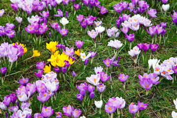 crocus flowers