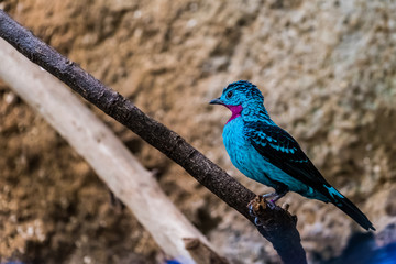 Petit oiseau bleu, Cotinga de Cayenne