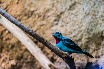 Petit oiseau bleu, Cotinga de Cayenne