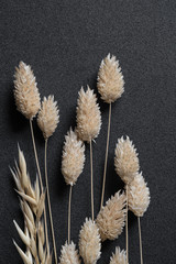Dried flower on back background