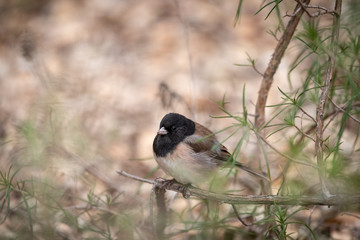 Dark-eyed Junco bird sitting on a branch near the ground.