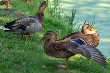 Ducks