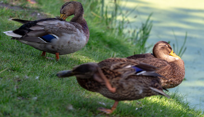 Ducks