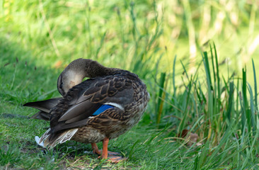 Ducks