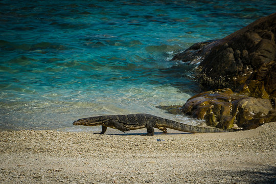 A big lizard, walking across the beach on Perhentian Island, a tropical paradise in Malaysia.