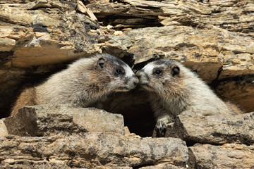 Juvenile Hoary Marmot Siblings