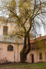 Huge willow tree with fantastic branches growing on backyard of the abandoned Catholic church of...